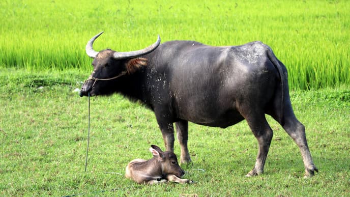 Take a Farming and Fishing Tour