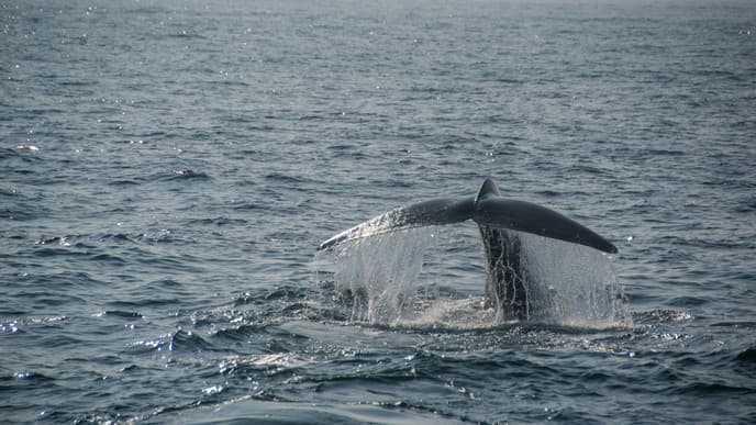 Marvel At Blue Whales And Sperm Whales
