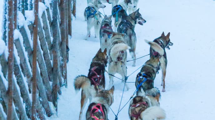 Take a Husky Sleigh Ride and Gaze at the Northern Lights