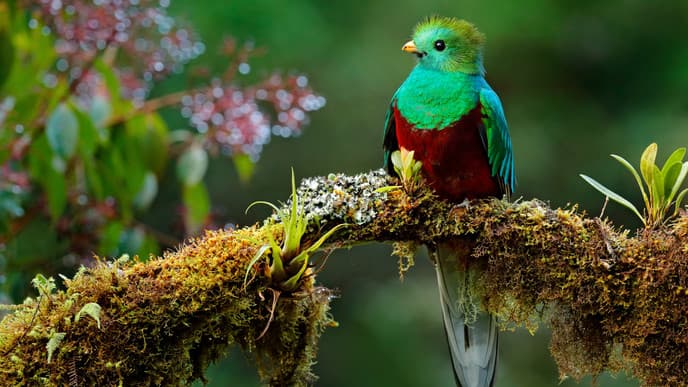 Göttervogel Quetzal