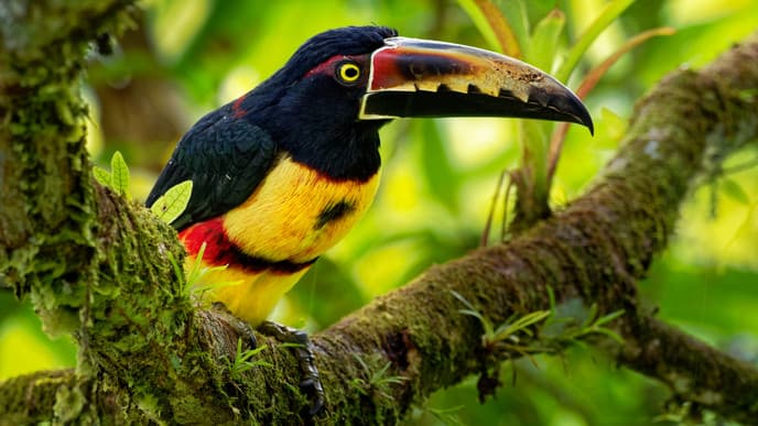 Beginn des Regenwaldabenteuers