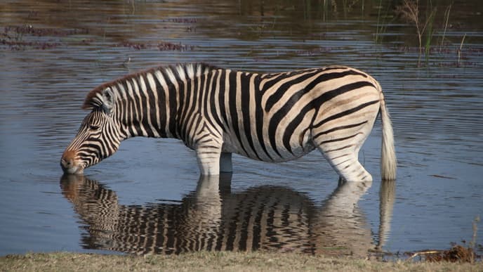 Full day in Makgadikgadi National Park