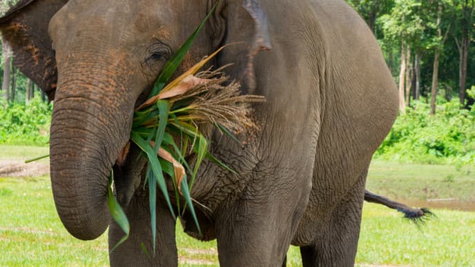 Befriend Gentle Elephants