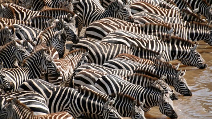 Experience the Masai Mara