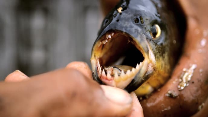 Piranhas angeln