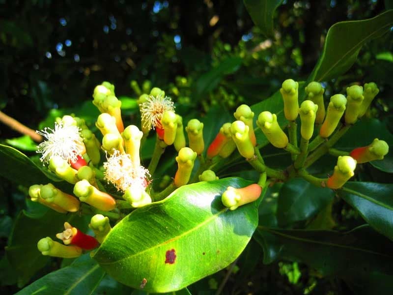 The spice trails of Kandy