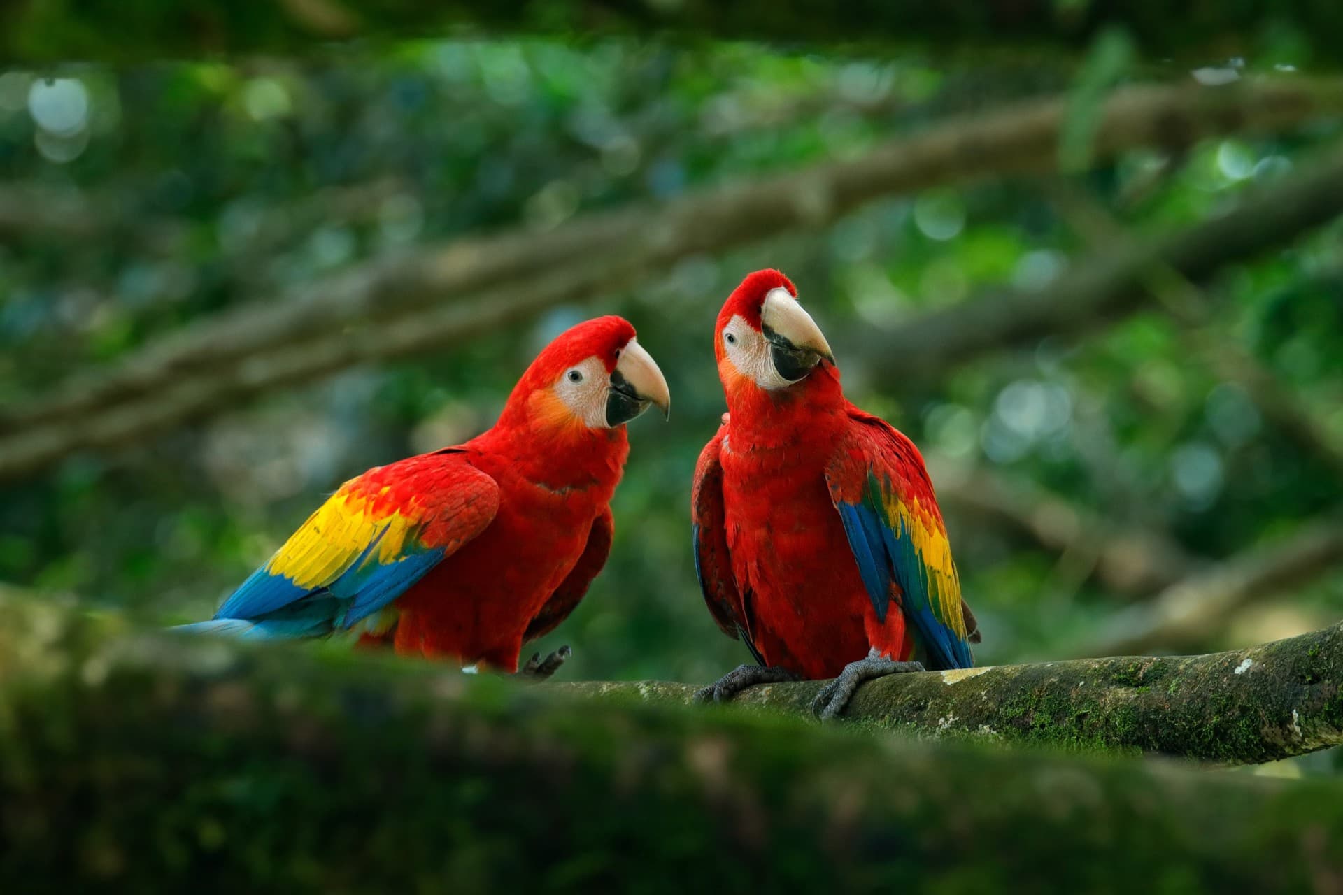 Ultimate Brazil honeymoon in 17 days