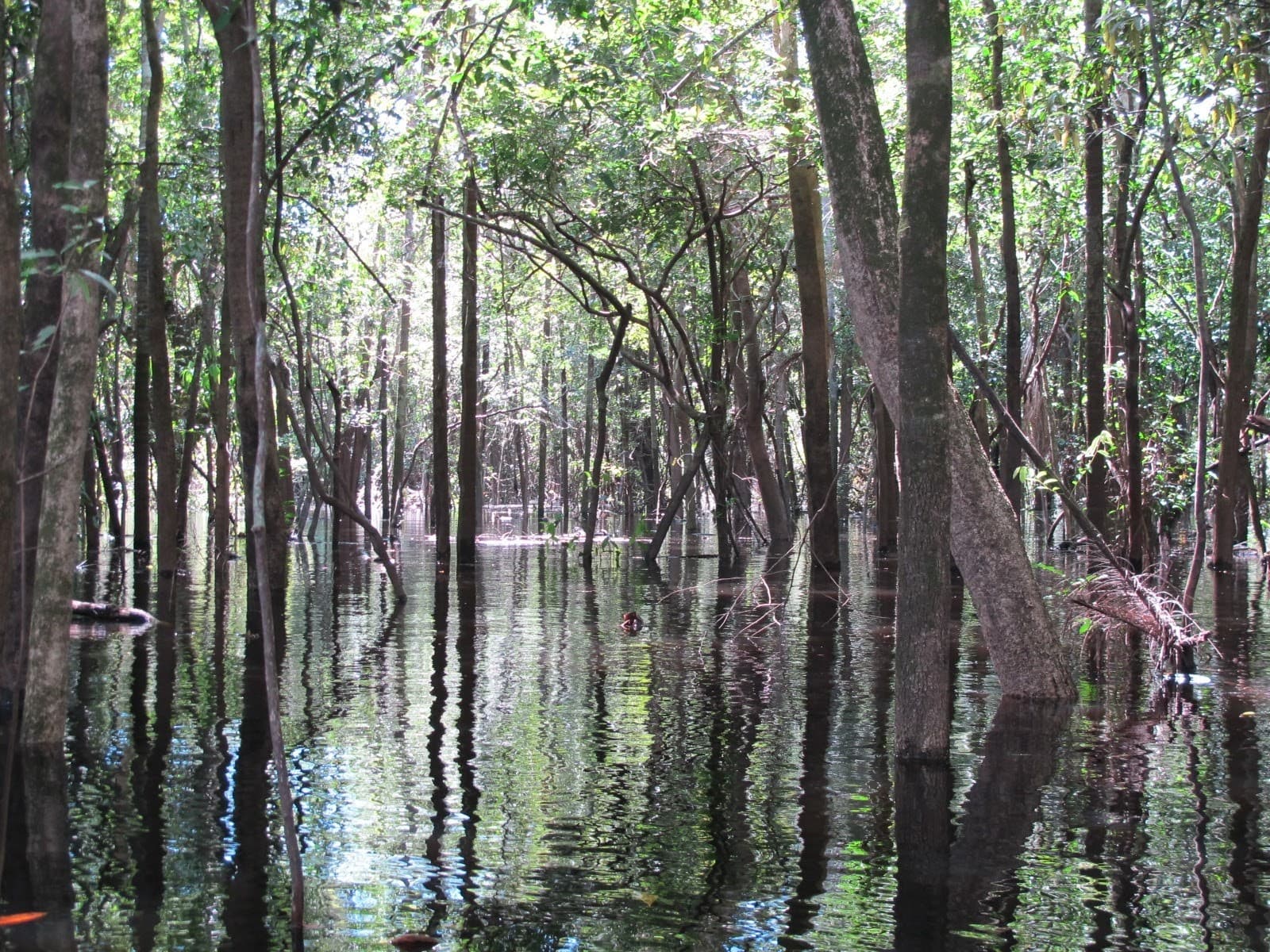 Novo Airão - Manaus