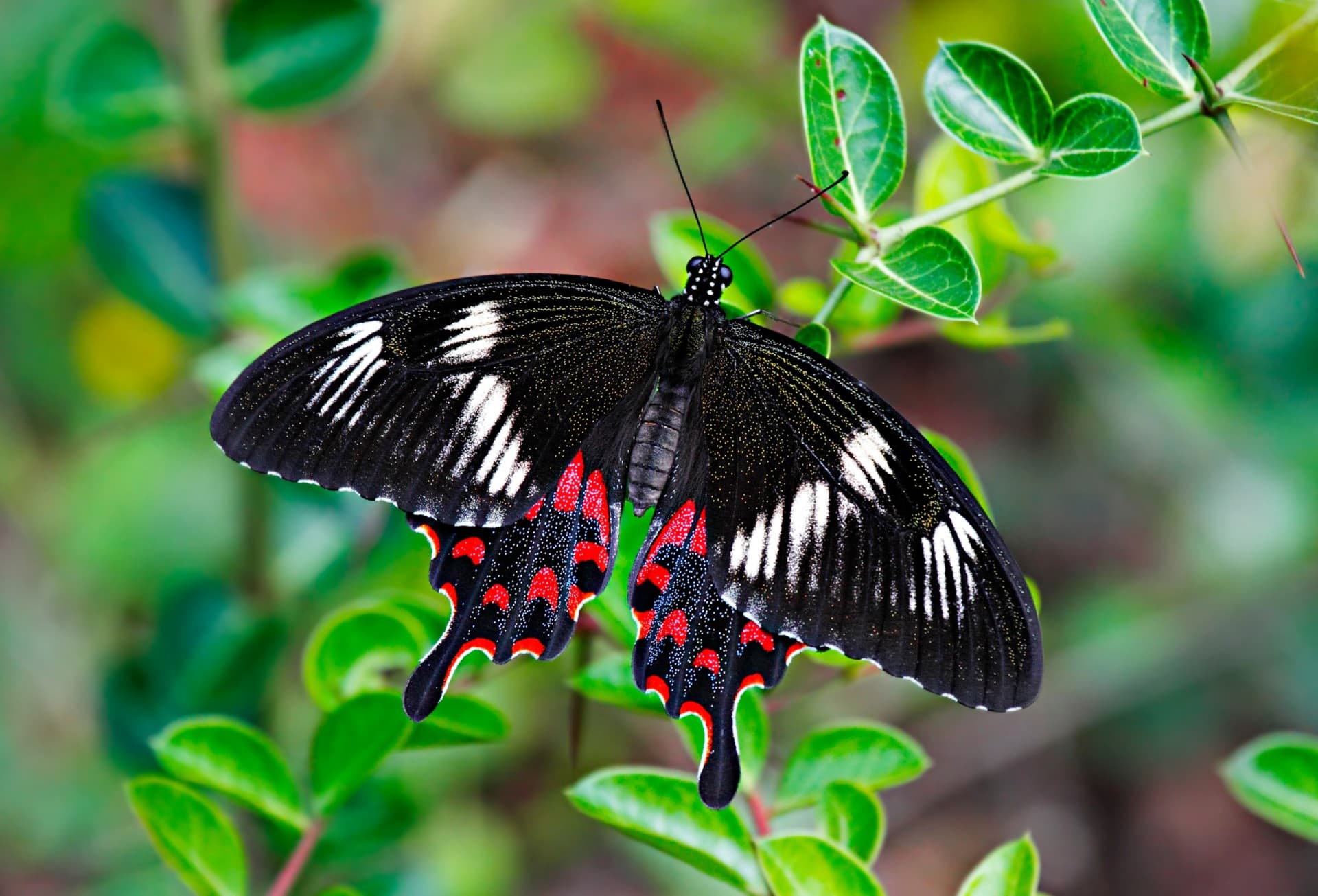 An enchanting visit to India's Butterfly Man
