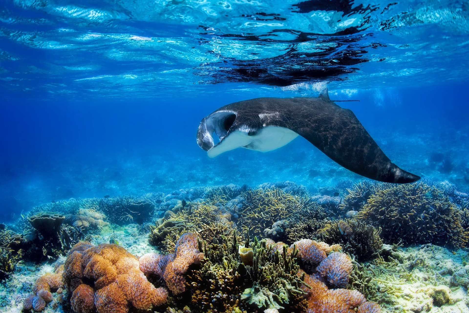 Dive into deep blue waters