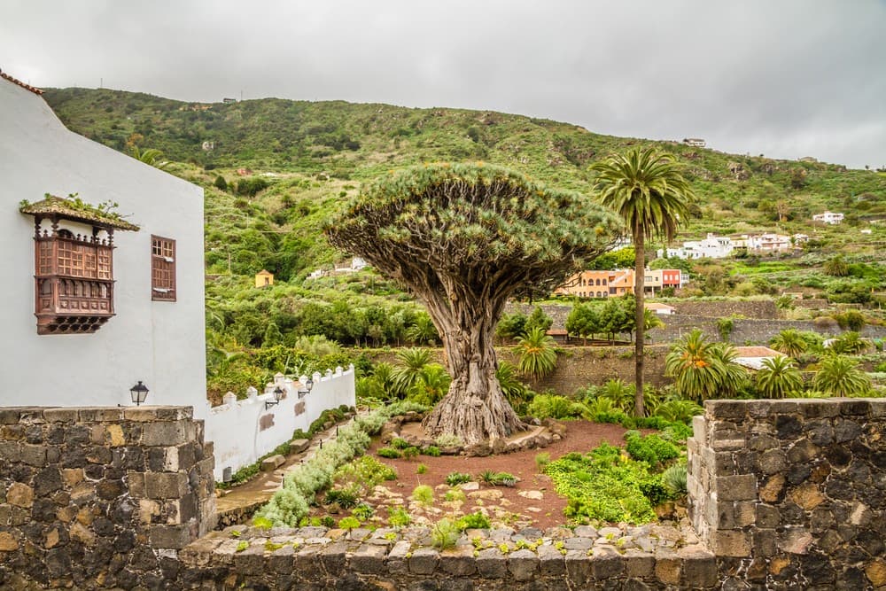 The vineyards of northern Tenerife