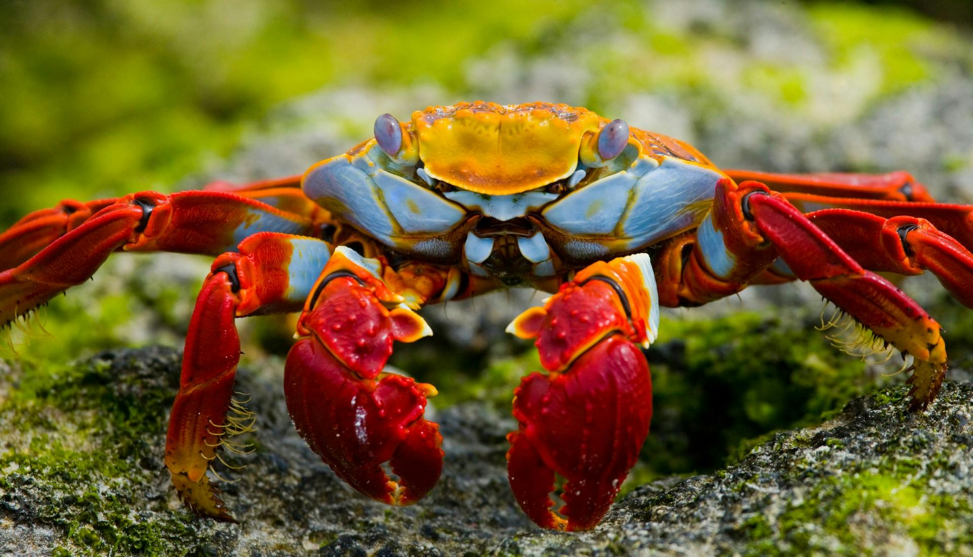 Sally Lightfood crab, Galapagos