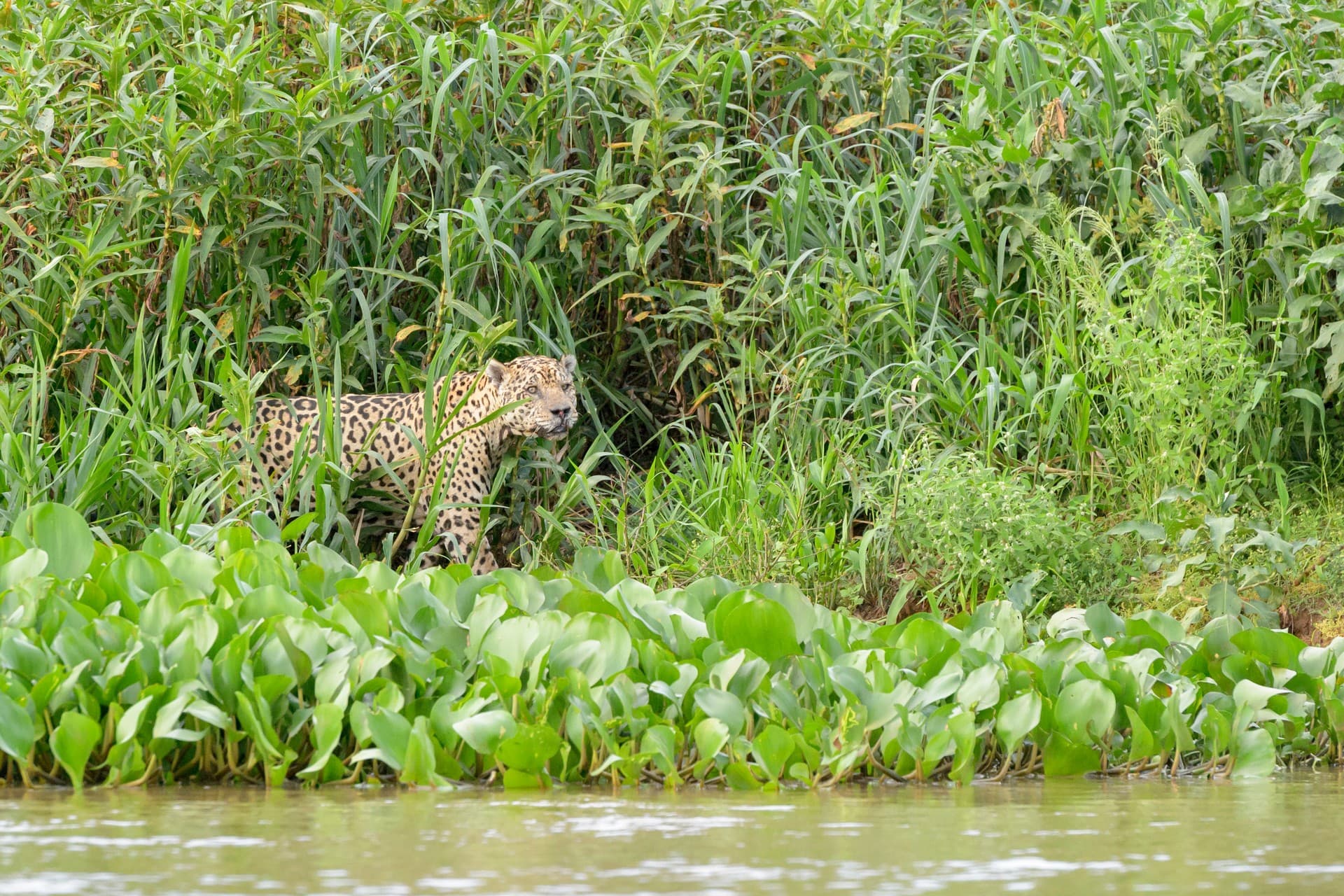 Luxury tour of Brazil's natural splendor