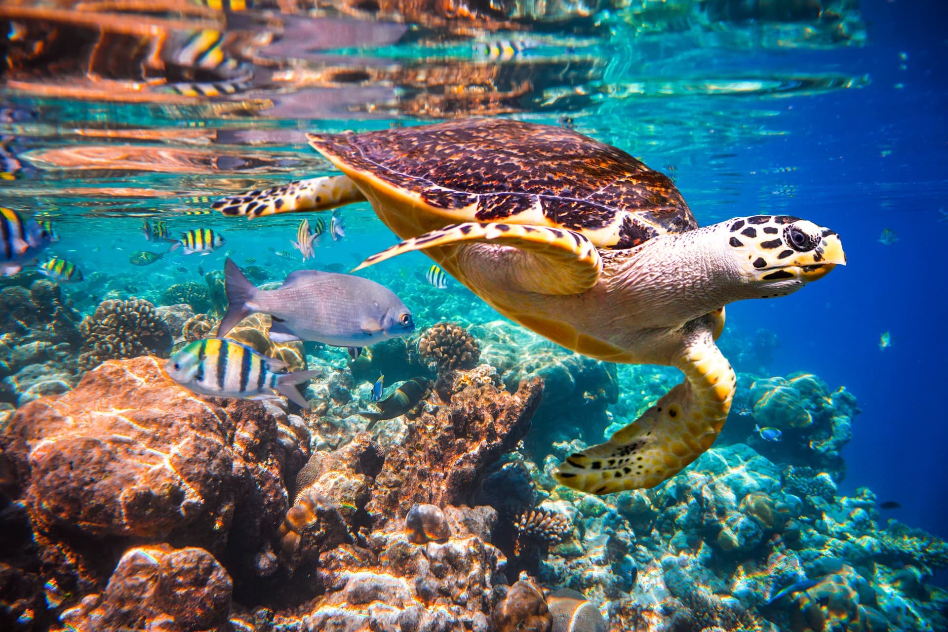 North Male Atoll