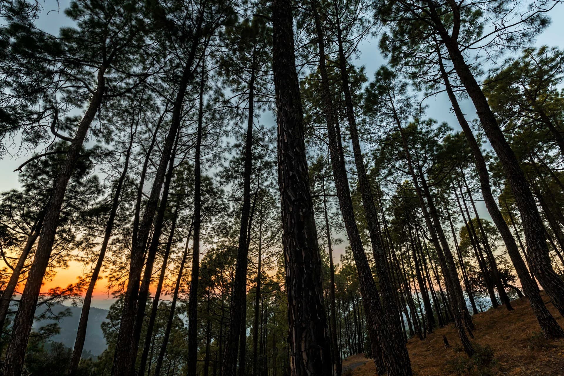 Special experiences in Binsar