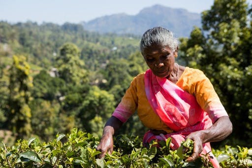 Picking tea, Sri Lanka
