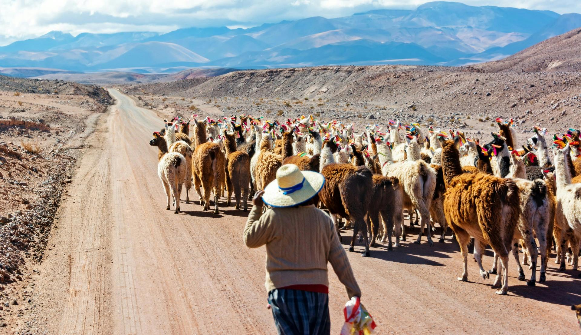 Llama Herder, Atacama Desert