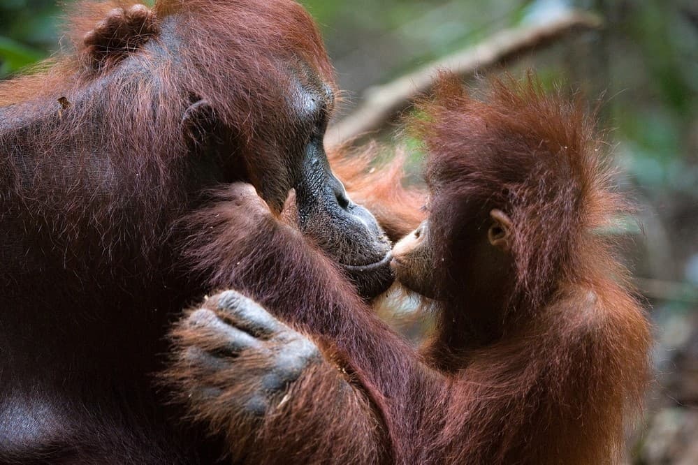 Take the family to Borneo