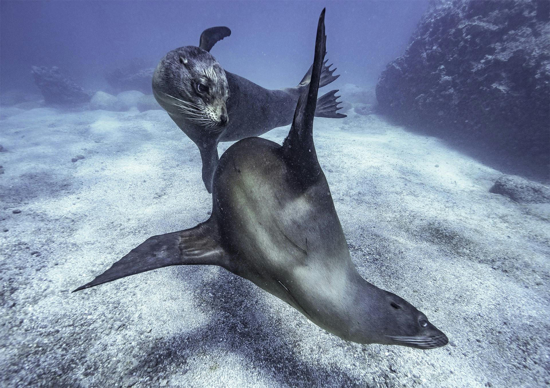 Sea lions swimming in Galapagos 