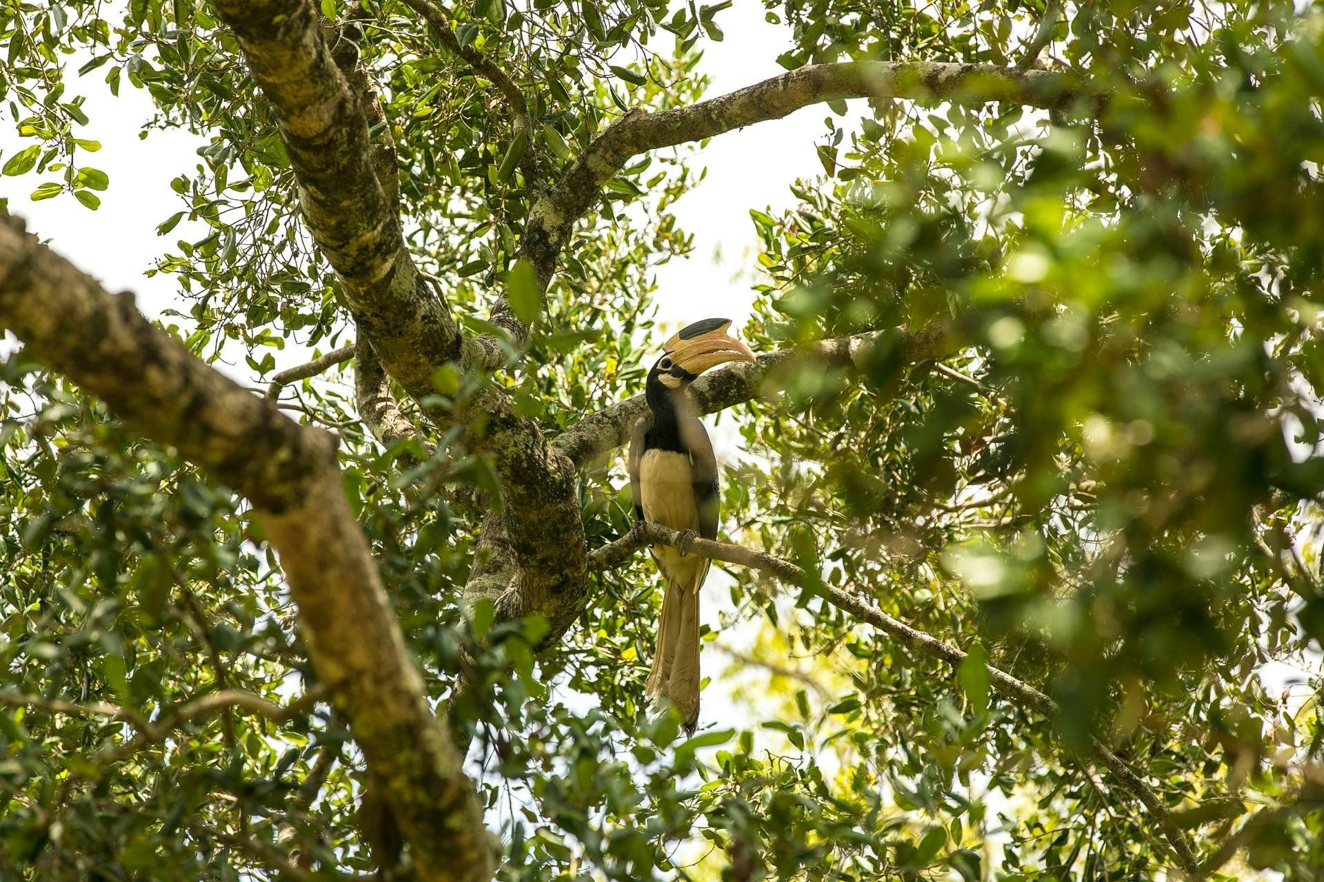 A hornbill in Udawalawe National Park