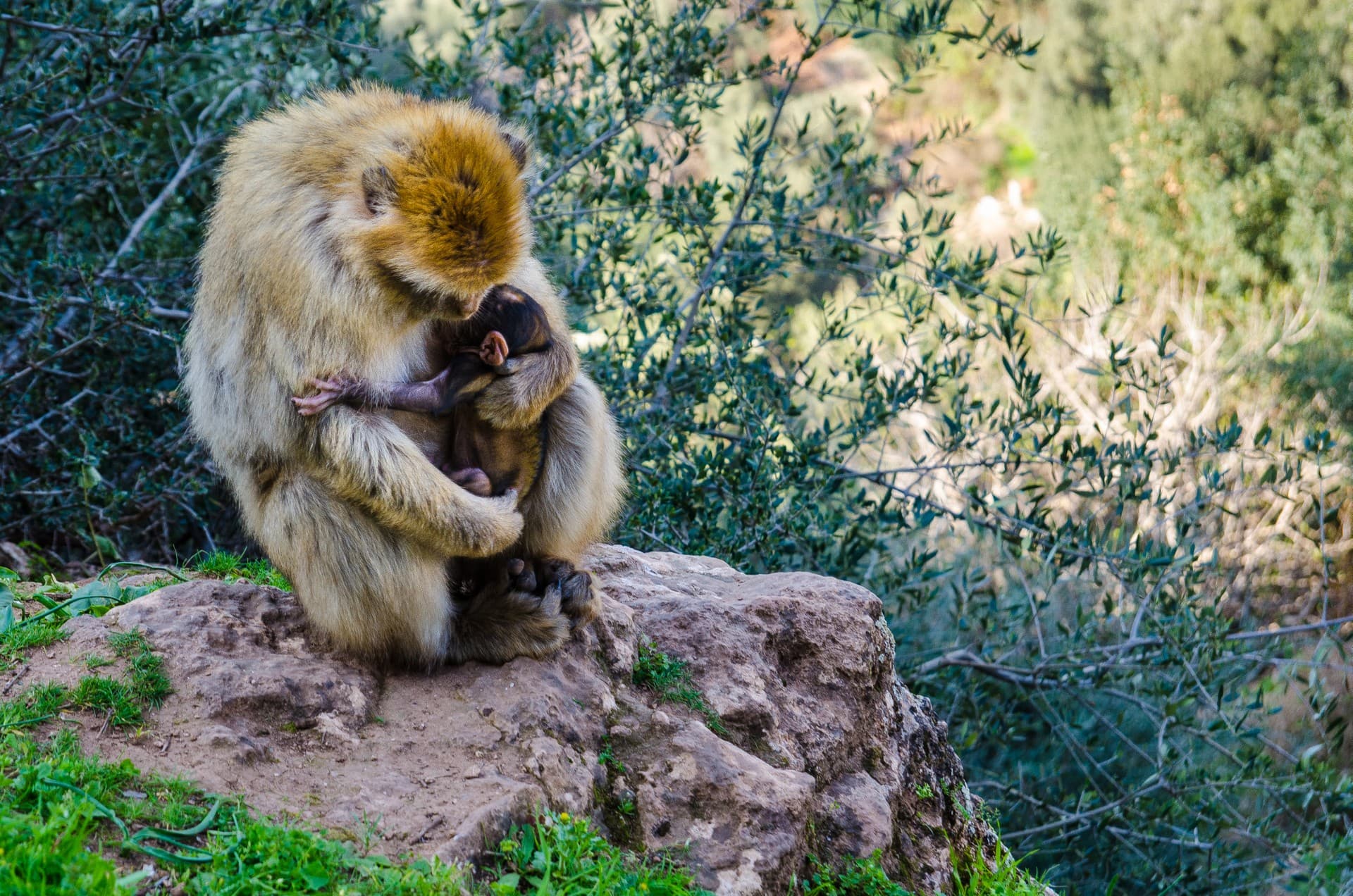 Classic family tour of Morocco