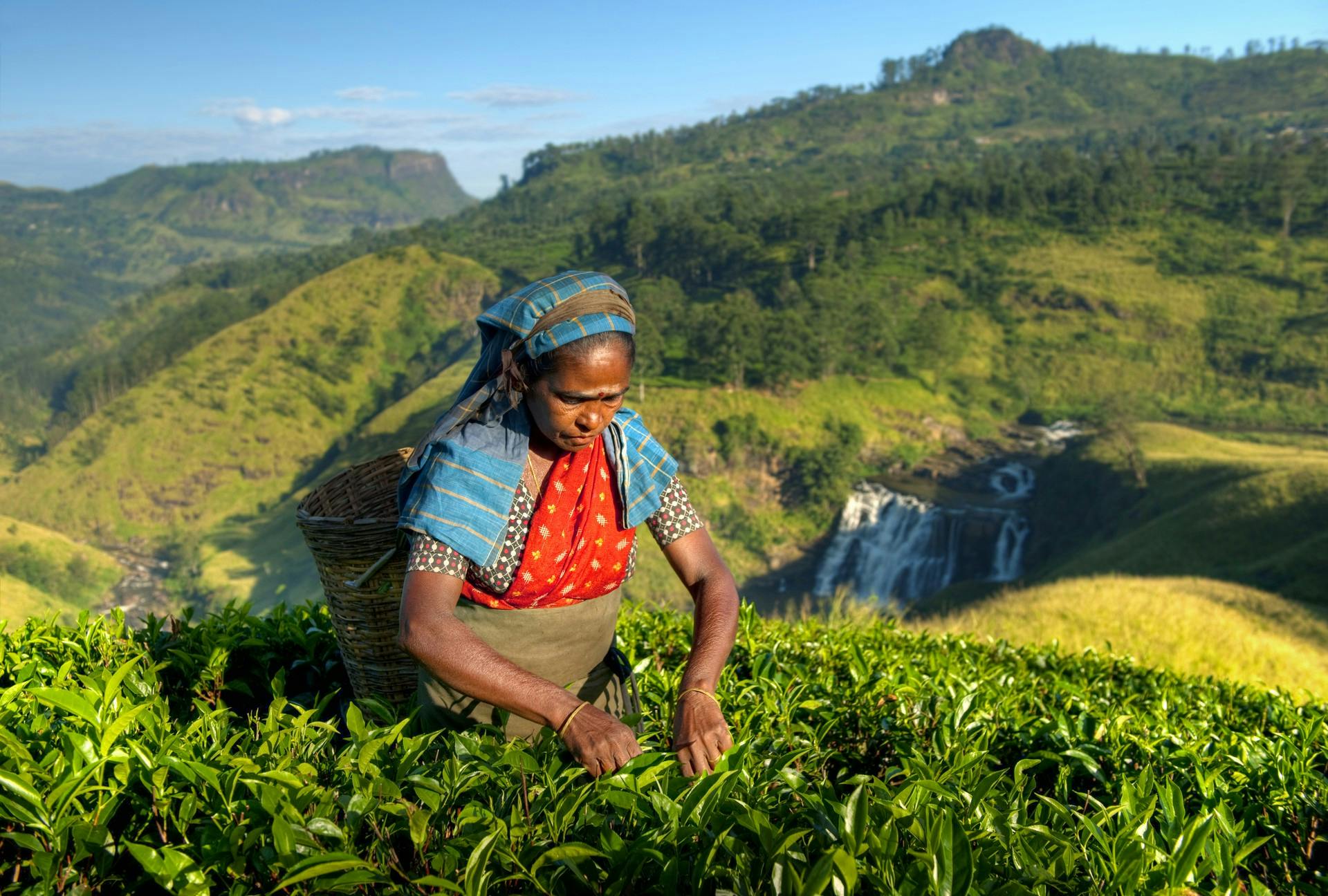 Local woman picking tea in Ella