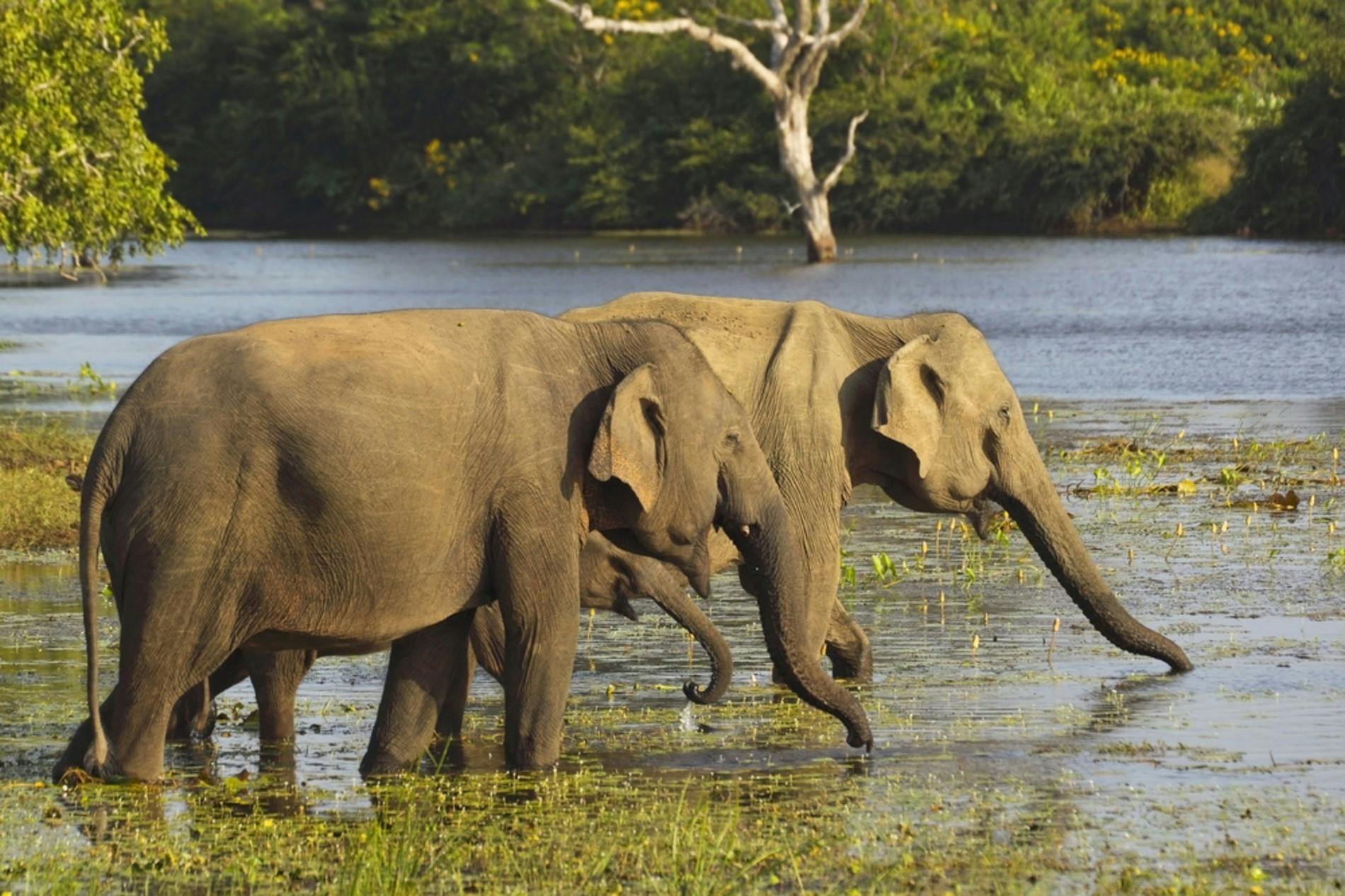 Elephants in the water in Sri Lanka