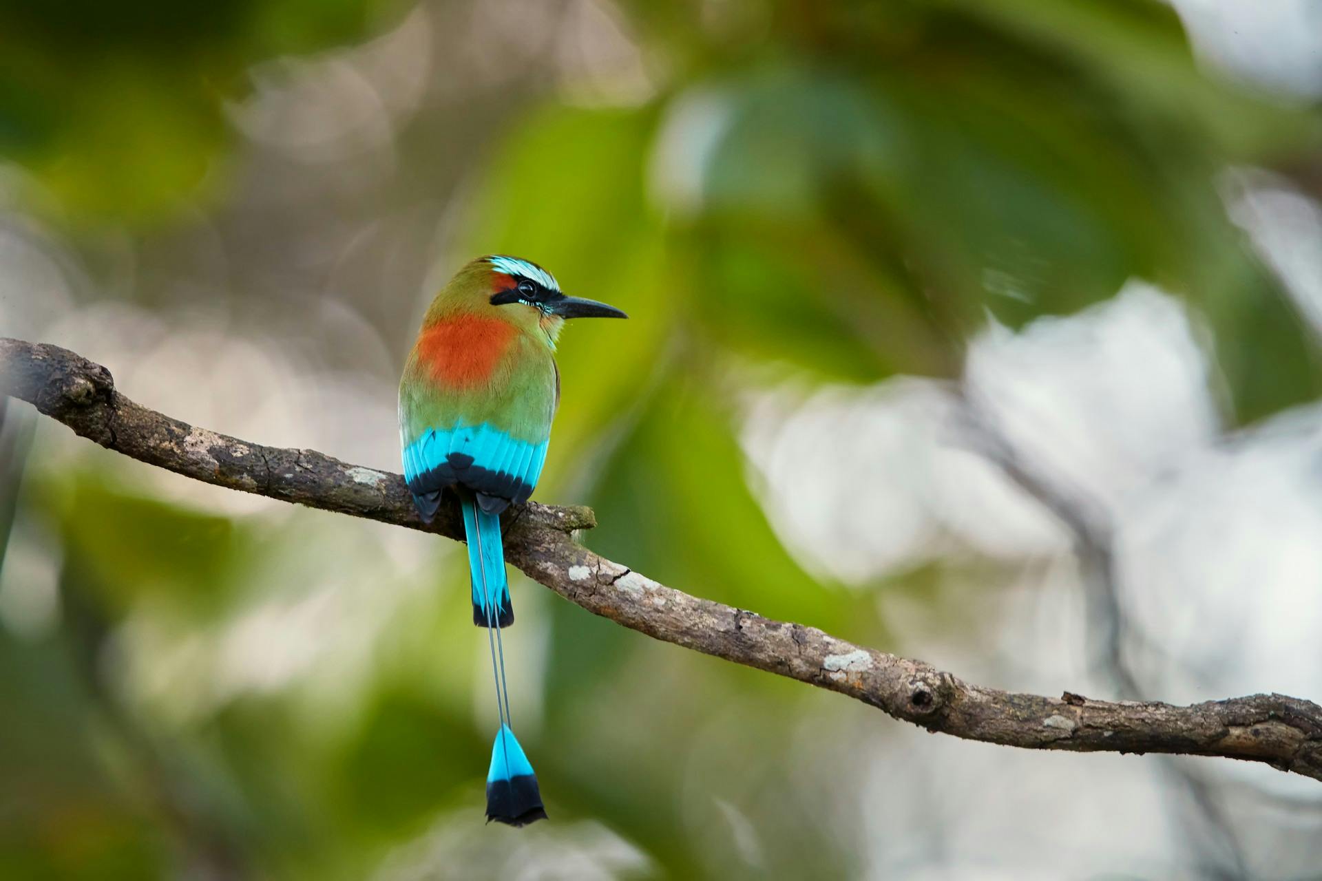 Pretty bird in Nicaragua