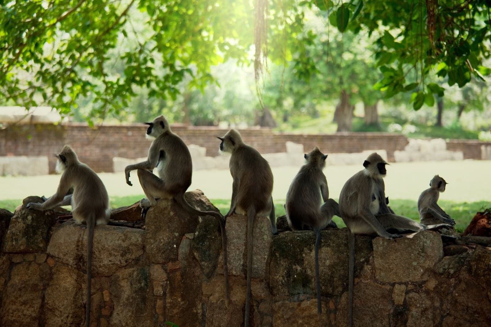 Polonnaruwa - Habarana