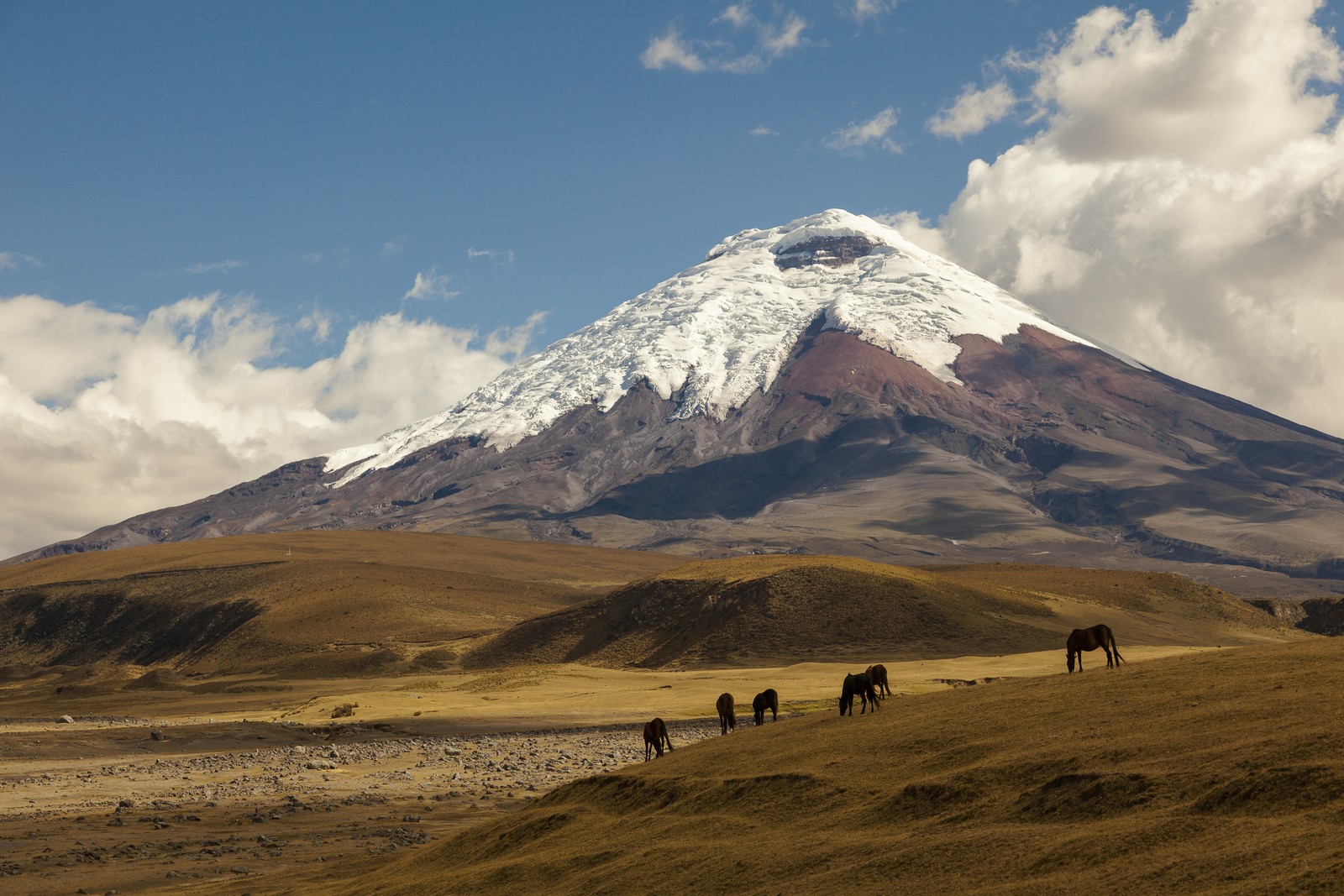 Cotopaxi mountain and horses in Ecuador