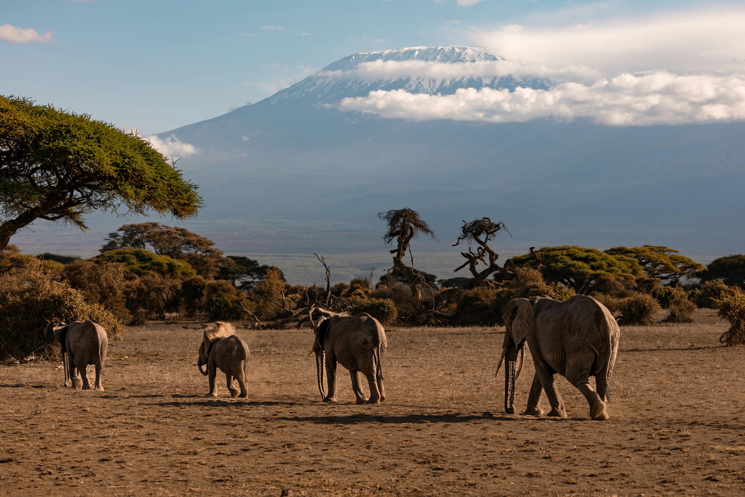 Elephants walking across the savannah in Kenya, with Mount Kilimanjaro in the distance
