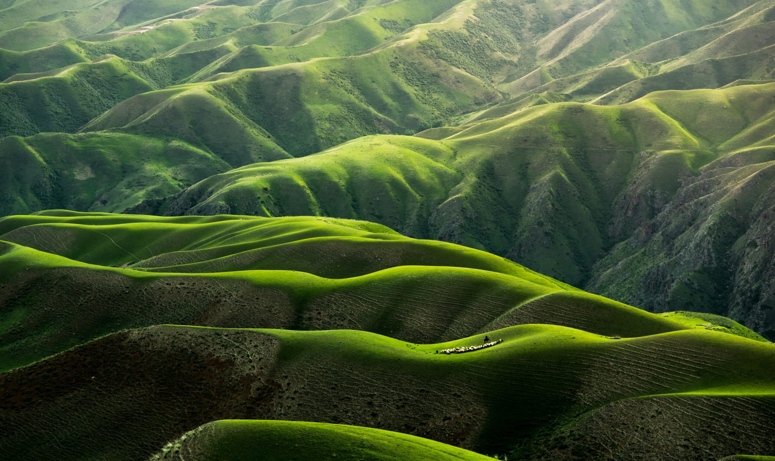 Xinjiang Yili grassland, China