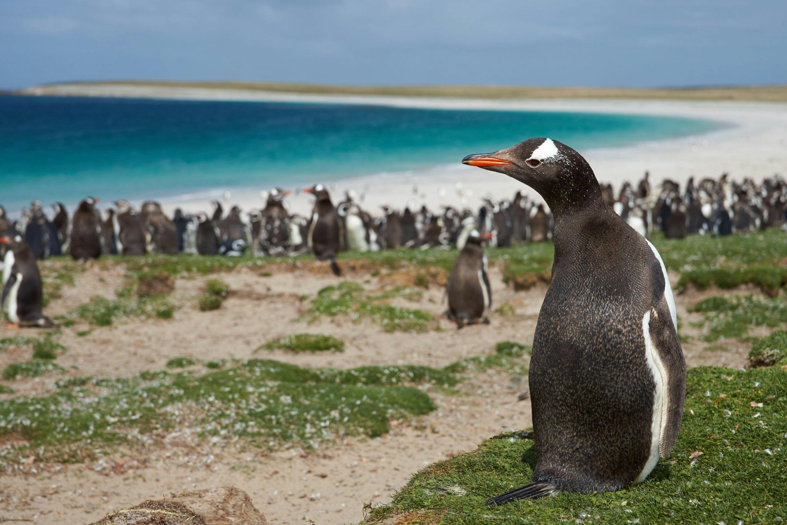 Visit Falkland Islands