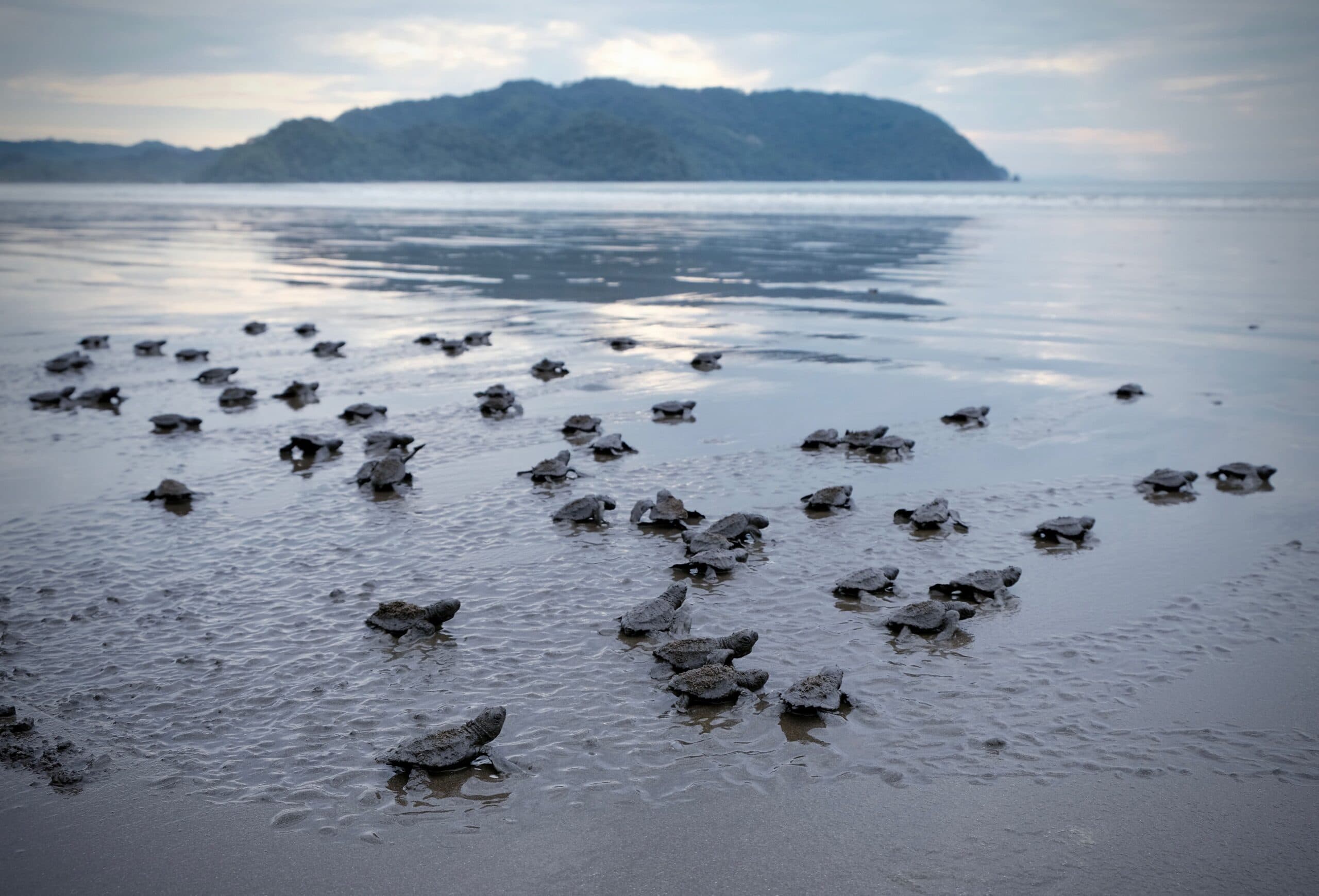 Costa Rica sea turtle hatchlings conservation, sustainable travel